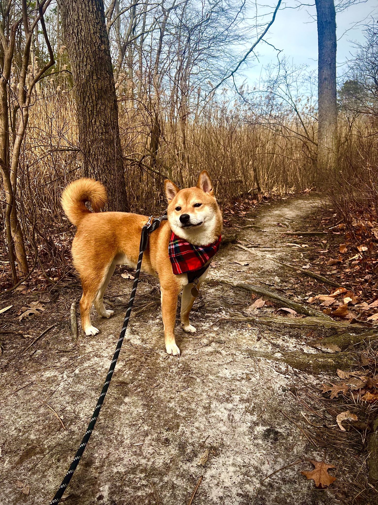Dasher, the Shiba Inu who inspired the DasherOS name